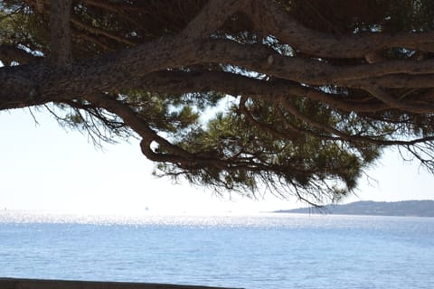 Beach nearby, sun loungers