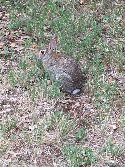 One of our critters.