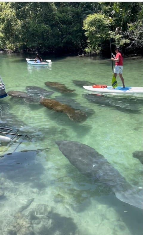 Photo of 11 manatees taken from Little House property.