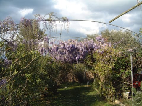 Pergola di glicine -  Wisteria in May