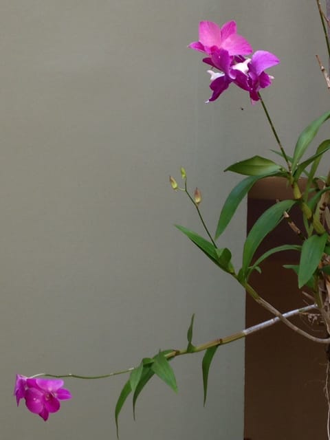 Beautiful orchids greet you on your way to your penthouse villa.