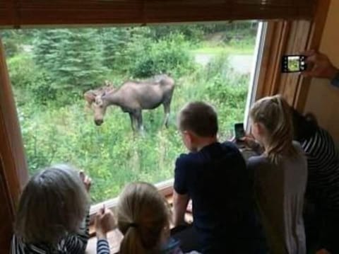 (1) Alaskan wildlife from your kitchen window