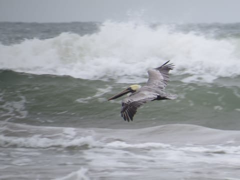 Local brown pelicans in the surf fishing!!!