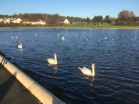 Barshaw Park in Paisley. Lovely pond and walks and 5 minutes walk from apartment