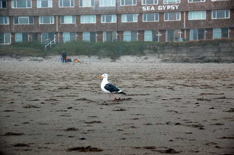 On the beach, sun loungers, beach towels