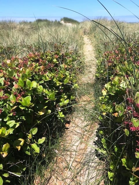 Trail down to the Beach #4