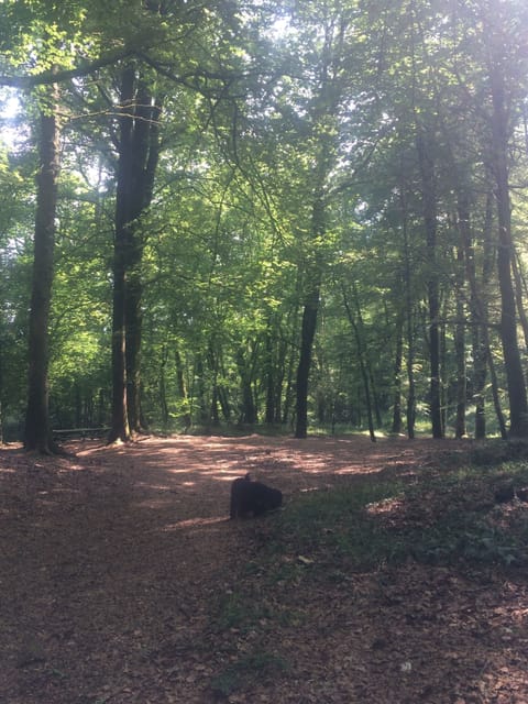 Walking/cycle track to rear of property