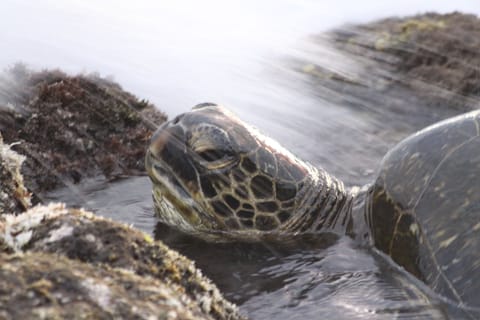 Turtles are seen almost every day at Kuhio Shores