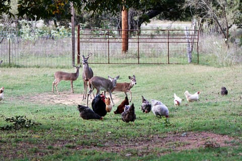 Enjoy the peaceful animals.