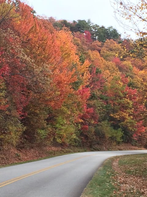 Fall color in the Blue Ridge Mountains, 4 miles from the cabin.
