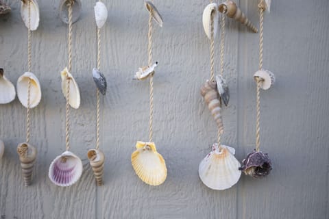 Seashells from the beach