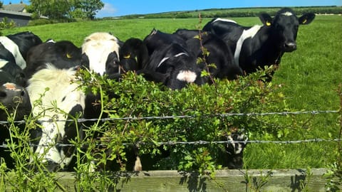 View over top garden fence ..