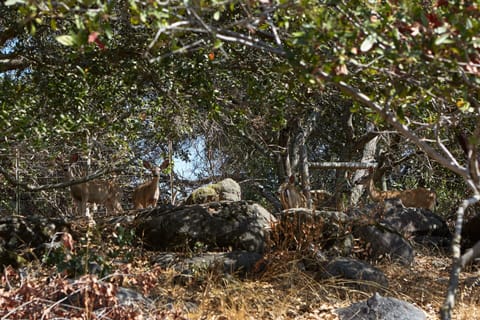 Our friendly neighbors who frequently visit the backyard