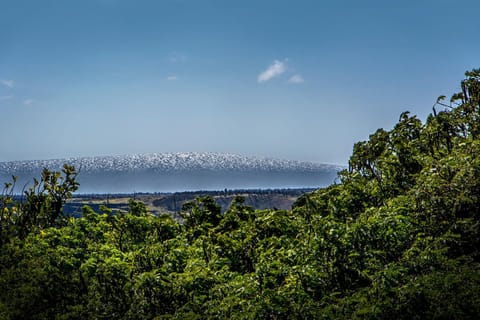 View of Mauna Kea.