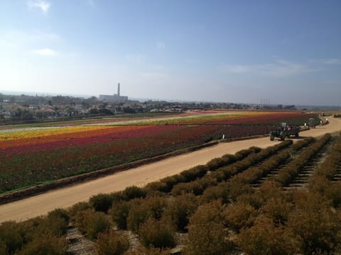 Flower fields - another beautiful day in Carlsbad