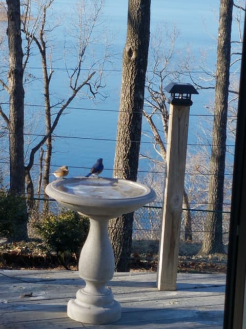 Incredible bird watching