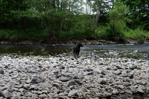 River Earn - pet friendly area