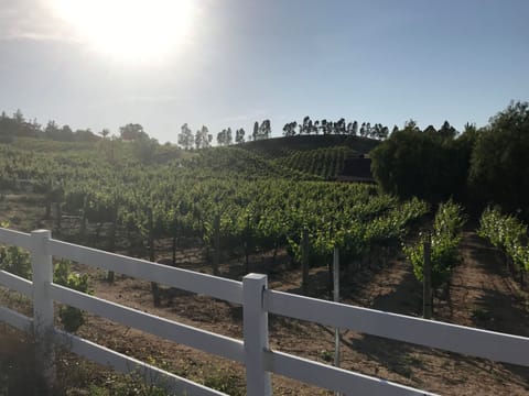 Beautiful Vineyards and Wine Tasting Available Everyday on the property!