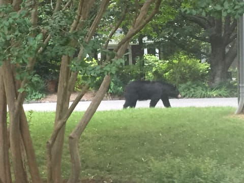 Early morning strolls are popular in the neighborhood