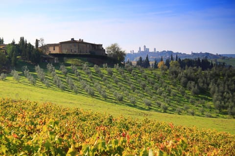 Montegonfoli and San Gimignano towers, with some of our vineyard and olive trees