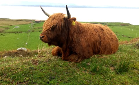 Typical Highland coo enjoying the sunshine.