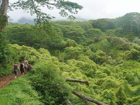 Kuilau Ridge trail ... Credit: HTA