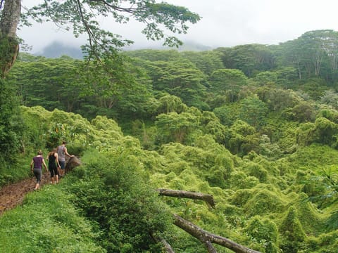 Kuilau Ridge trail ... Credit: HTA