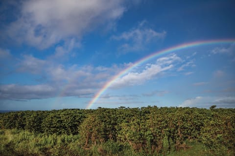Anuenue over Kauai Coffee fields ... Credit: HTA / Ben Ono
