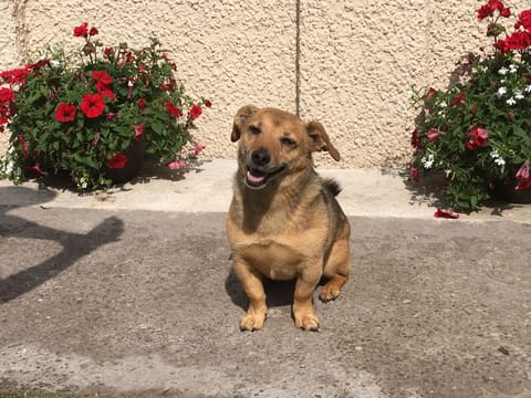 We welcome up to 2 dogs at the West Lodge