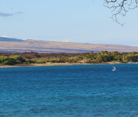 Dolphins jumping offshore