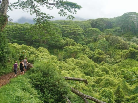 Kuilau Ridge trail ... Credit: HTA