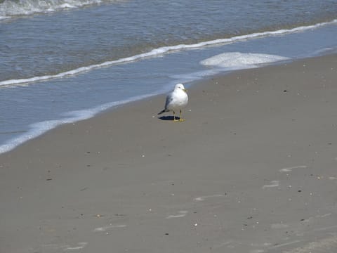 On the beach