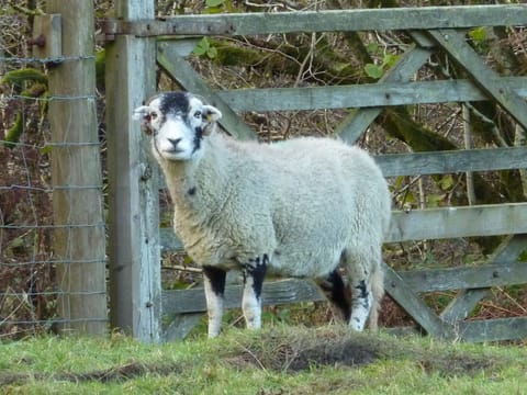 Inquisitive Swaledale on the path to Easedale from the cottage