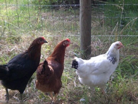 Feed the chickens ( they lay great eggs)