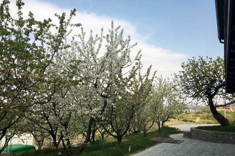Cherry Orchard House - garden