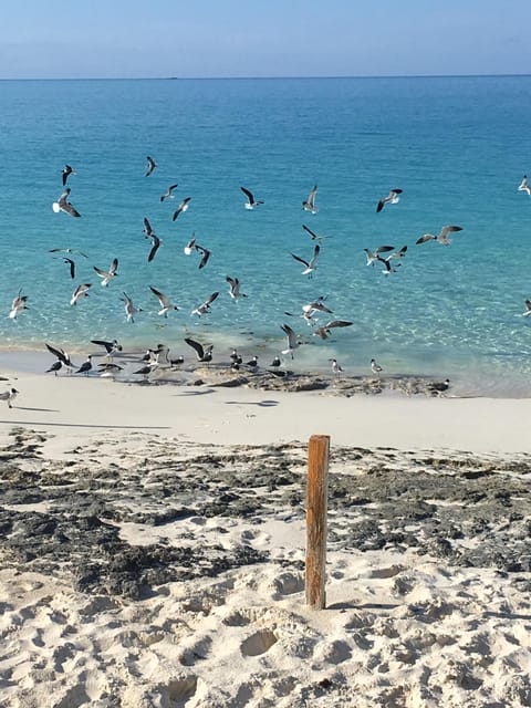 Beach nearby, sun loungers, beach towels