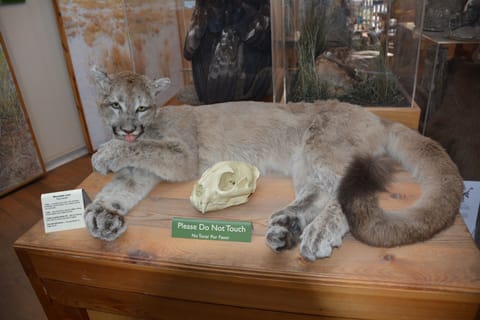 Mt lion, who can be found at the ranger station at Chautuaqua Park