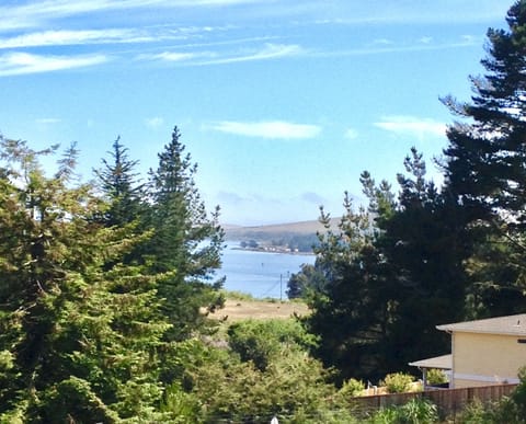View of Tip of Bodega Bay through tree lined valley.
