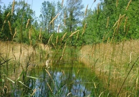 Long Pond at northern edge of private nature/wildlife reserve.