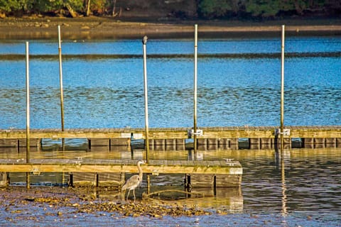 Bird watching at low tide on the bay. (This dock is not for guest use.)