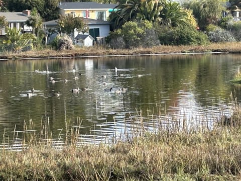 Wetlands looking up our home.