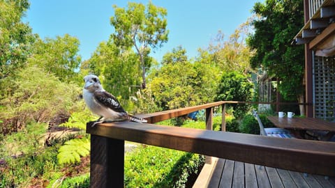 Kookaburras and other wild life use the garden as their larder