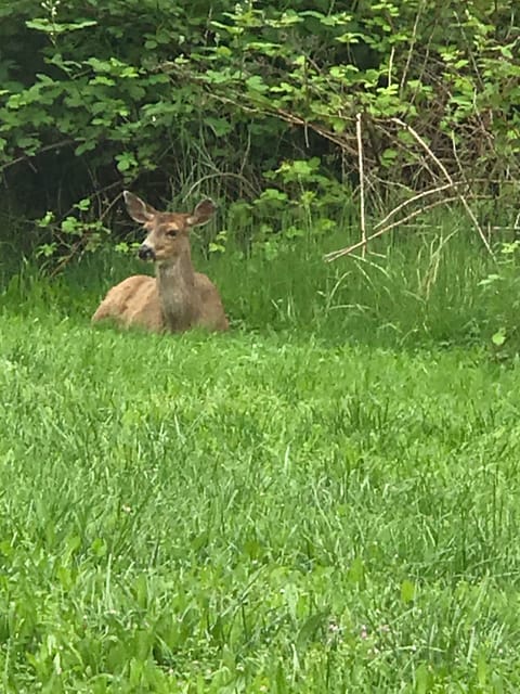 Abundant blackberries, apples and lots of places to nap~ Happy camper!