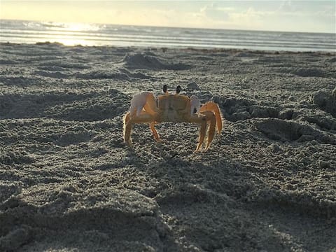 On the beach, sun loungers, beach towels