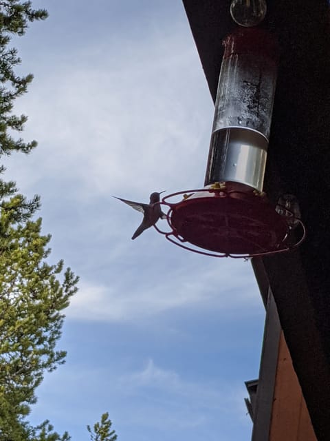Enjoy the humming birds on the back deck all summer!