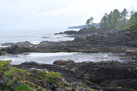 Botanical Beach.  Check it the low tide tidal pools.  Always a magical location.