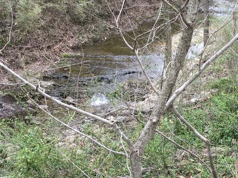 Wonderful little stream at side yard