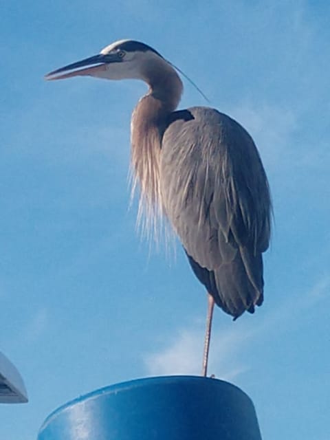 Fred the Heron