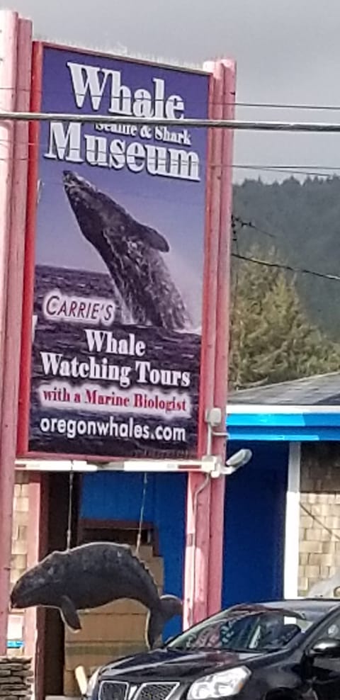 whale watch tours 