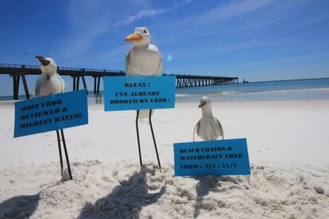 THE EARLY SEAGULL CATCHES FREE BEACH CHAIR & WATERCRAFT SERVICE FROM 3/1-11/1
